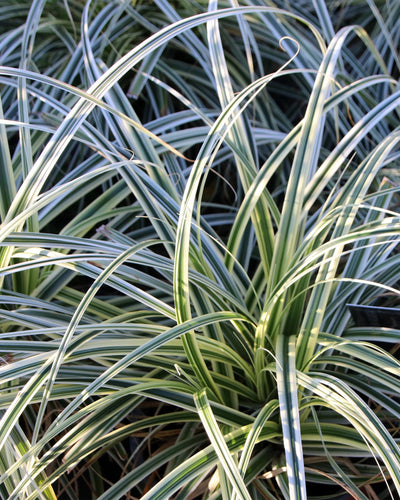 "Carex oshimensis ‘Everest’ – siergras met wit- en groenblad, set van 2 planten in pot Ø17cm, hoogte circa 50cm."
