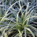 "Carex oshimensis ‘Everest’ – siergras met wit- en groenblad, set van 2 planten in pot Ø17cm, hoogte circa 50cm."