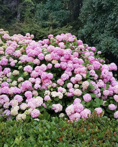 Hydrangea macrophylla Roze – hortensia met grote bolvormige roze bloemen – ideaal voor tuin, border of pot
