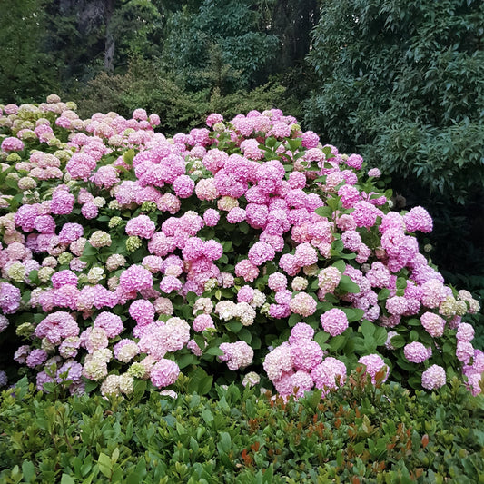 Hydrangea macrophylla Roze – hortensia met grote bolvormige roze bloemen – ideaal voor tuin, border of pot