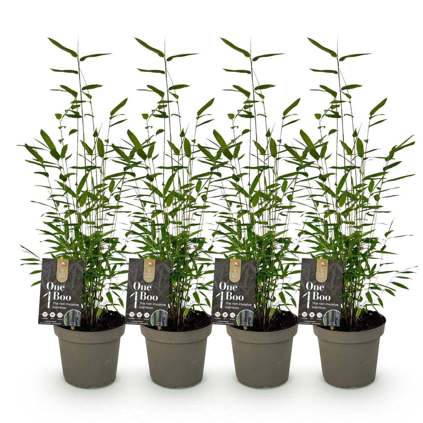 Bamboe Fargesia Black Dragon – niet-woekerende bamboeplant in pot Ø14 cm, ca. 35 cm hoog