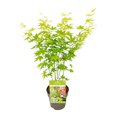 Acer palmatum Going Green - Esdoorn Maple
