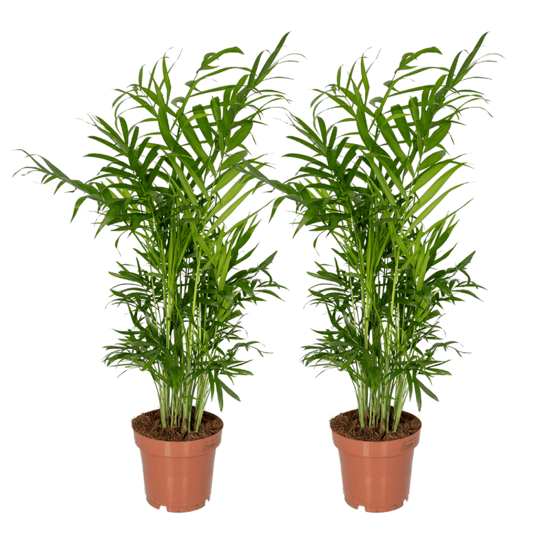 Chamaedorea Elegans (Mexicaanse Bergpalm) – 2 stuks, hoogte 40cm, pot Ø12cm – sierlijke groene bladeren, ideaal voor binnen.
