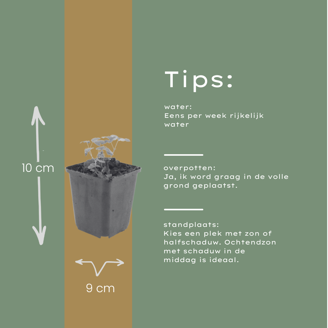 Aquilegia vulgaris | Wilde. Akelei | Tuin plant