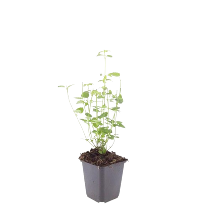 Agastache 'Black Adder' | Buitenplant | Dropplant