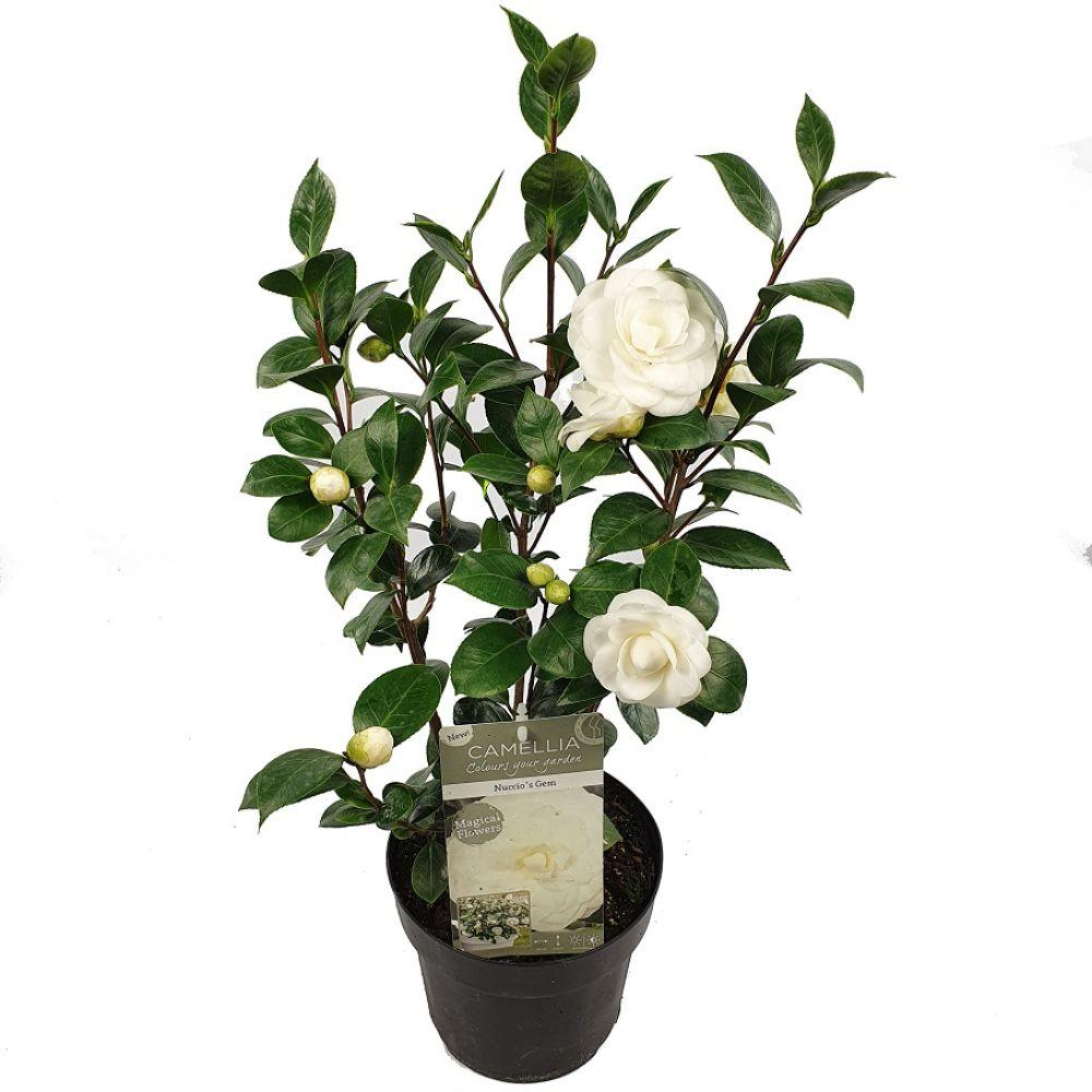 Camellia japonica ‘Nuccio’s Gem’ – groenblijvende struik met glanzend blad en grote witroze bloemen, bloeiend in vroege lente.