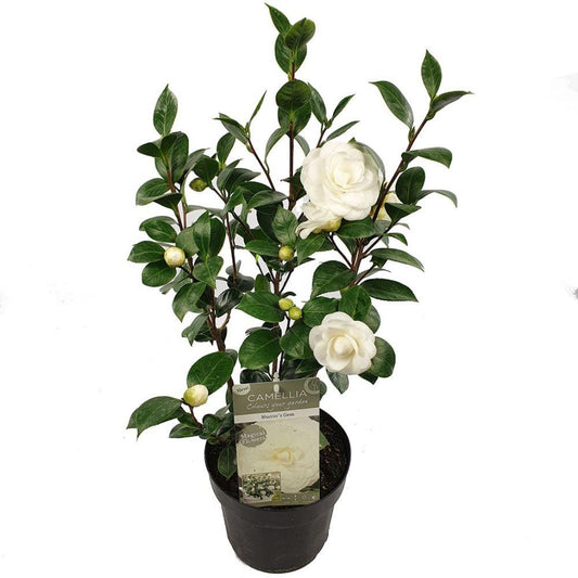 Camellia japonica ‘Nuccio’s Gem’ – groenblijvende struik met glanzend blad en grote witroze bloemen, bloeiend in vroege lente.