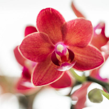 Rode Phalaenopsis orchidee – Congo + Gummy pot travertine – potmaat Ø9cm | bloeiende kamerplant in bloempot - vers van de kweker