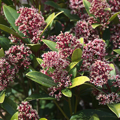 Groenblijvende terrasplant met rode bloemen voor balkon en tuin