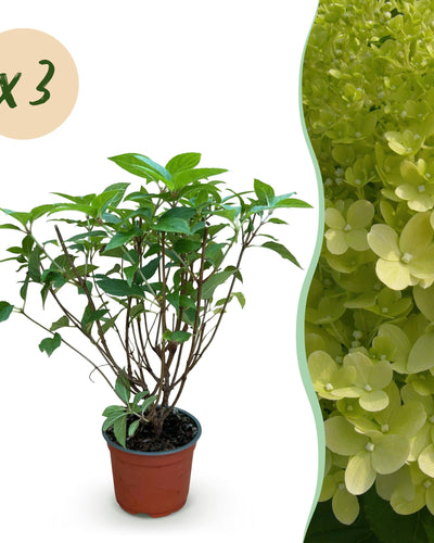 3 x Tuinplant | Hydrangea panniculata Limelight | Pluimhortensia | Lime Groen