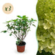 3 x Tuinplant | Hydrangea panniculata Limelight | Pluimhortensia | Lime Groen
