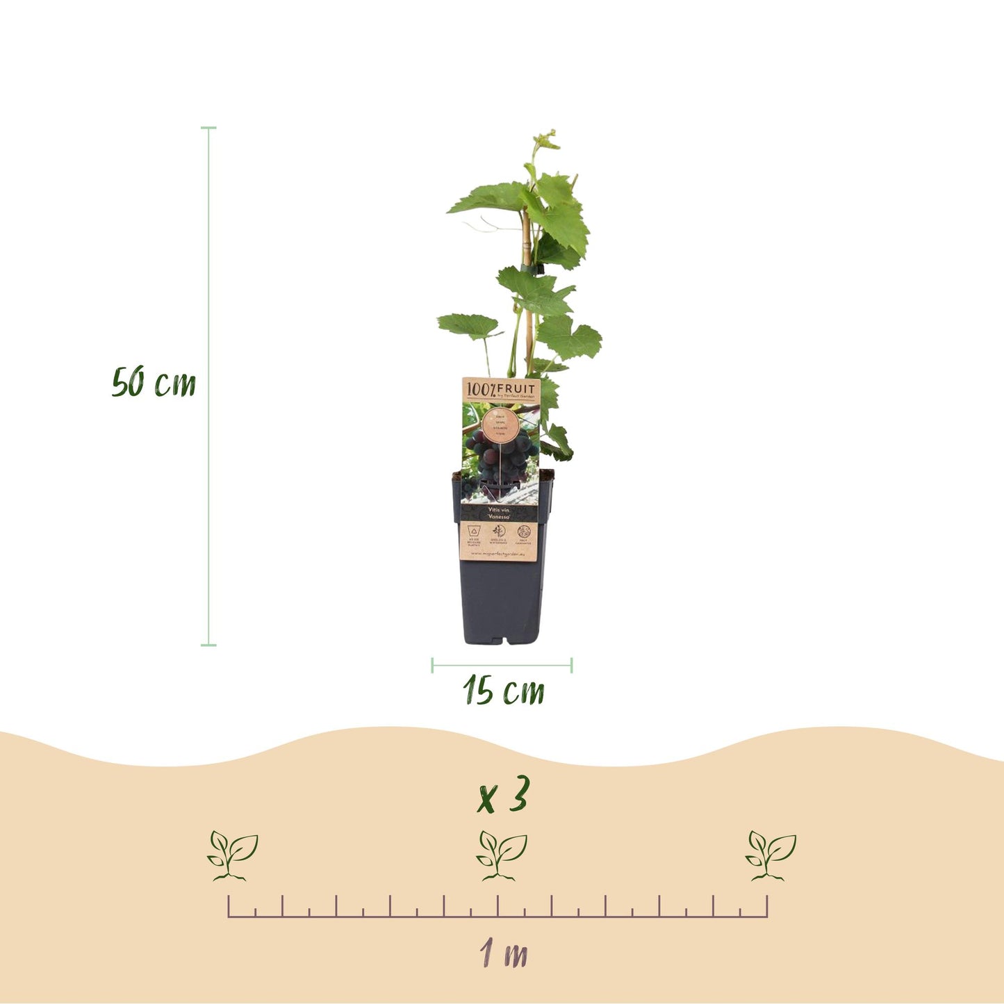 Vitis vinifera ‘Vanessa’ – paarse, pitloze druivenplant, set van 2 planten in pot Ø15cm, hoogte circa 50cm, met zoete druiven."