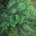 Taxus ‘Baccata’ – set van 20 haagplanten (100–125 cm) in 12L potten, wintergroene Venijnboom voor 10 meter dichte, klassieke haag.