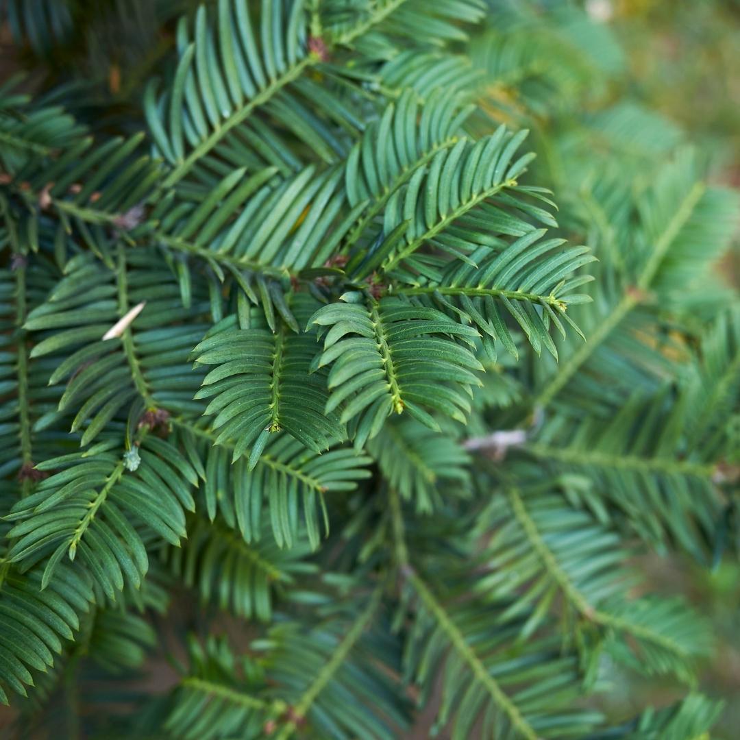 Taxus ‘Baccata’ – set van 20 haagplanten (100–125 cm) in 12L potten, wintergroene Venijnboom voor 10 meter dichte, klassieke haag.