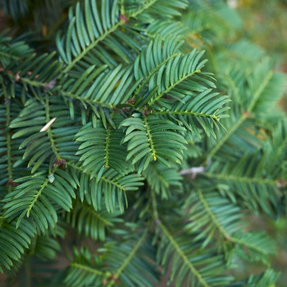 Taxus ‘Baccata’ – set van 20 haagplanten (100–125 cm) in 12L potten, wintergroene Venijnboom voor 10 meter dichte, klassieke haag.