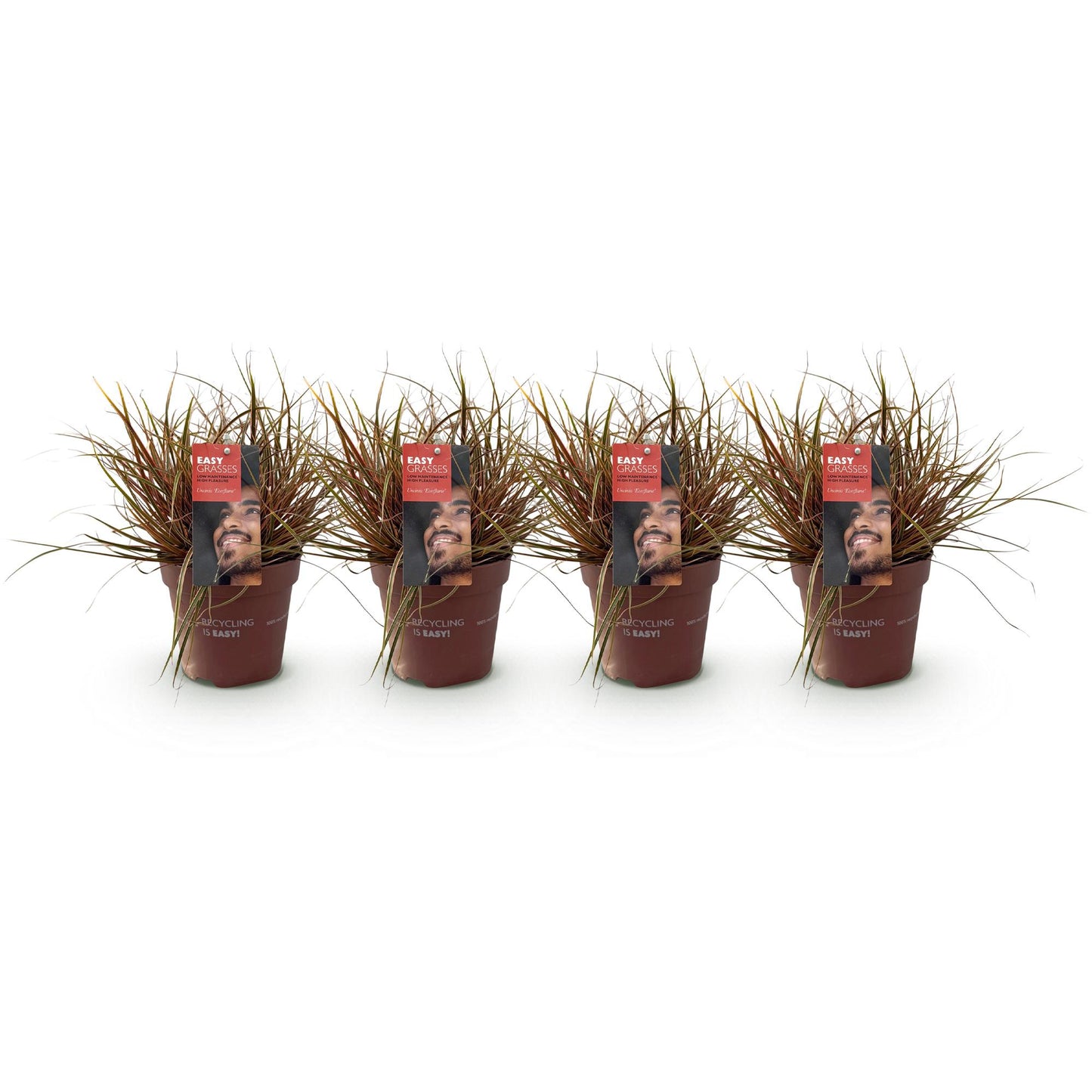 Uncinia rubra Everflame, rode grasplant in tuinborder