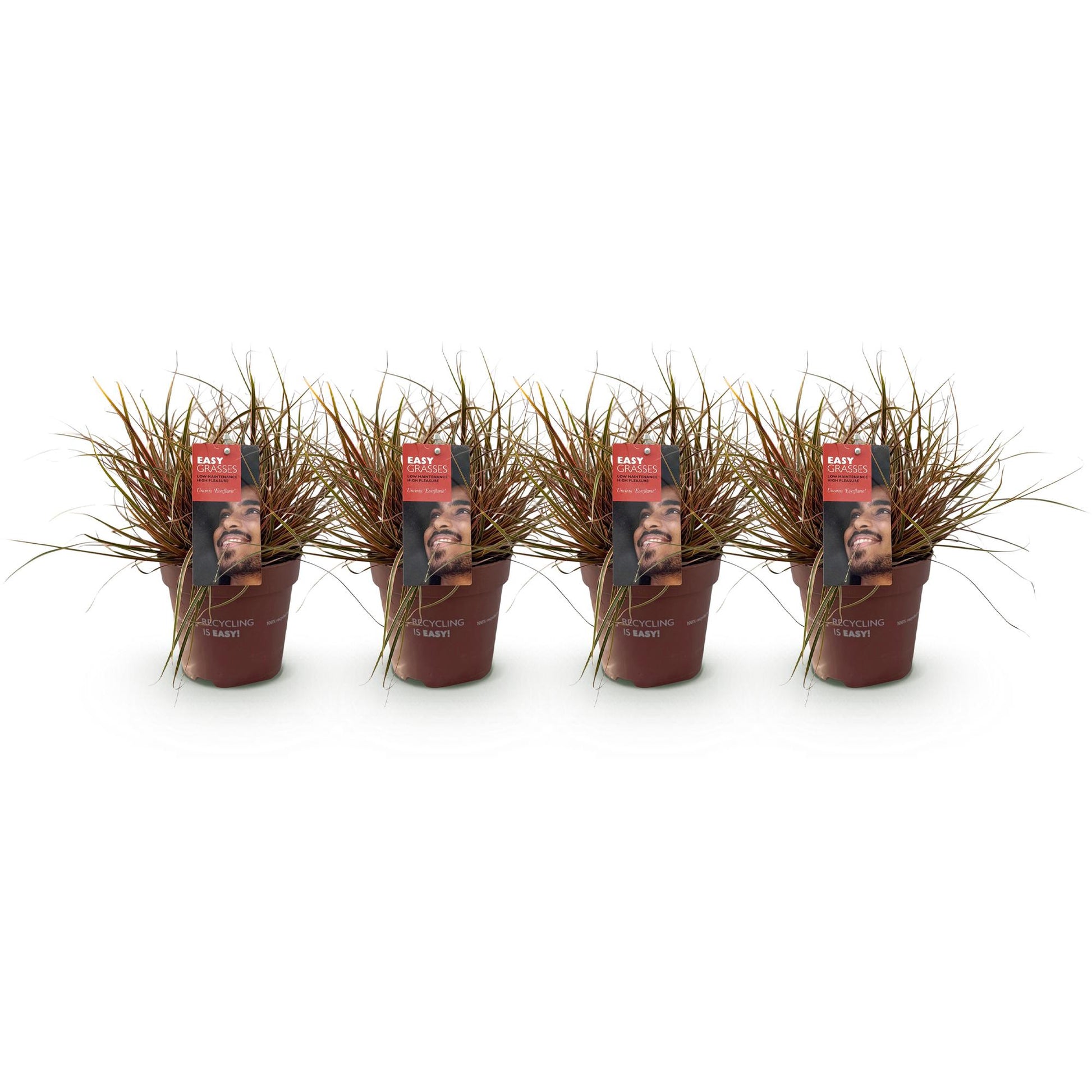 Uncinia rubra Everflame, rode grasplant in tuinborder