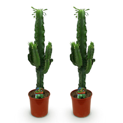 2 x Houseplant | Euphorbia eritrea - African milk tree