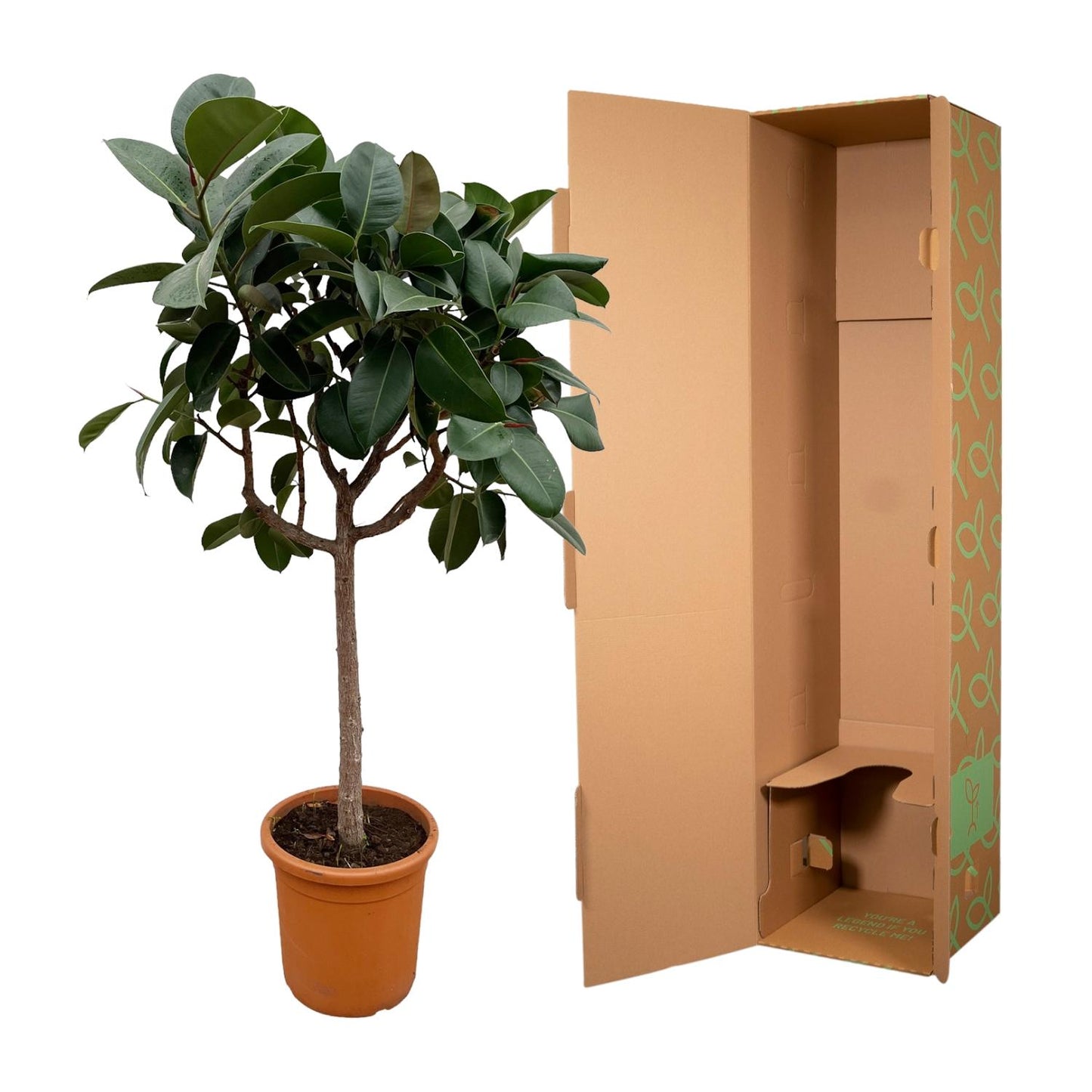 Ficus Elastica Robusta op stam | Kamerplant | Elegant