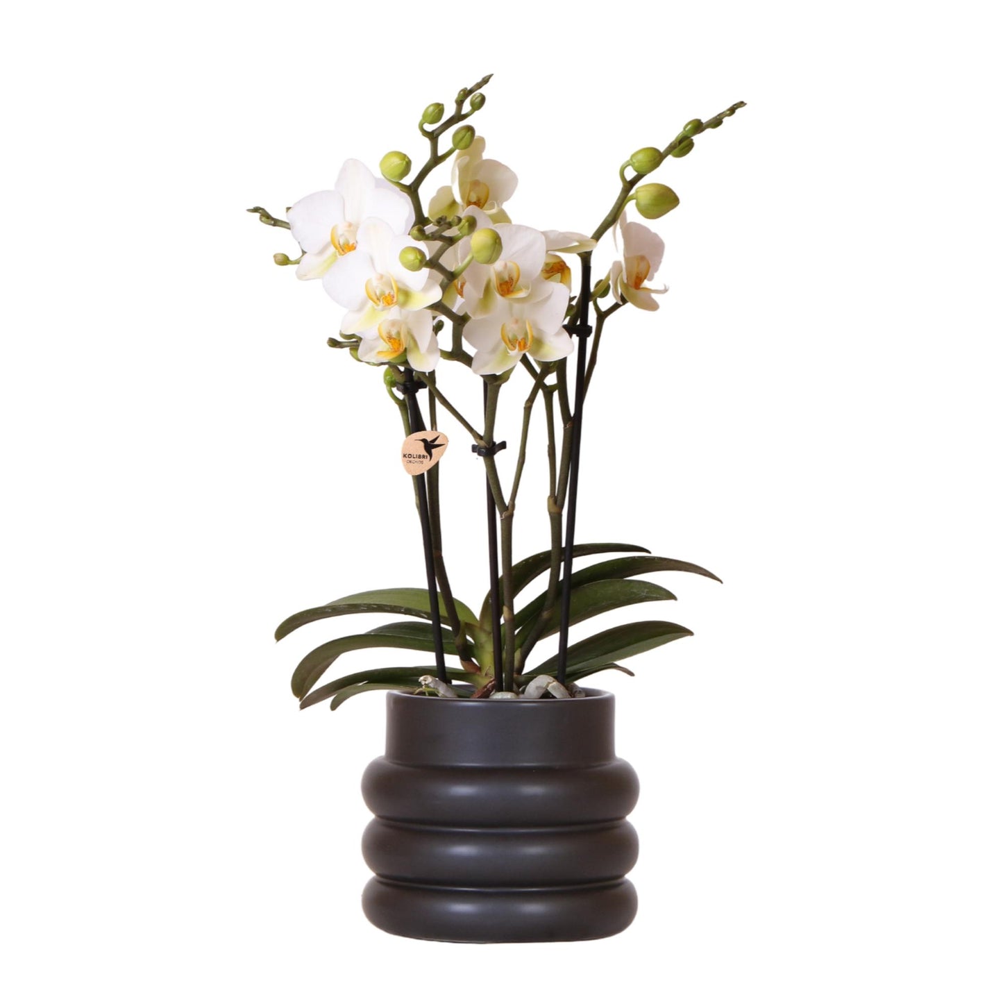 Witte Phalaenopsis orchidee ‘Lausanne’ met 2 of 3 takken, geplant in een zwarte keramische Bubble pot van 9 cm diameter, bloeiende kamerplant voor binnen.