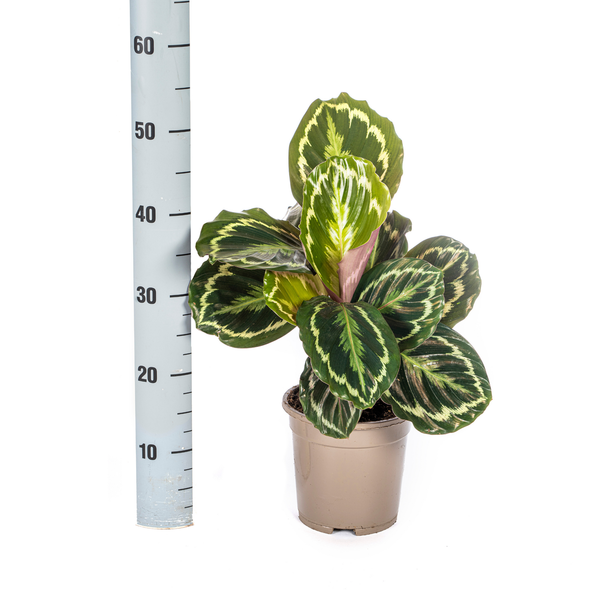 De Calathea is een prachtige plant met een unieke uitstraling en wordt ook wel de pauwenplant genoemd.