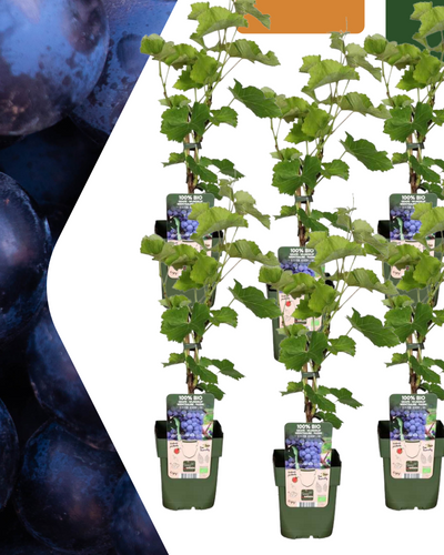 Set van 6 biologische Vitis vinifera druivenplanten – 20-25 cm hoog, sterke wijnstokken voor tuin of pergola