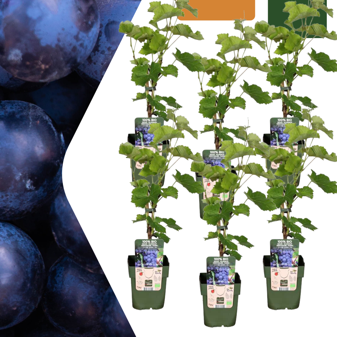 Set van 6 biologische Vitis vinifera druivenplanten – 20-25 cm hoog, sterke wijnstokken voor tuin of pergola