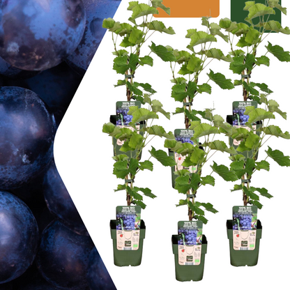 Set van 6 biologische Vitis vinifera druivenplanten – 20-25 cm hoog, sterke wijnstokken voor tuin of pergola