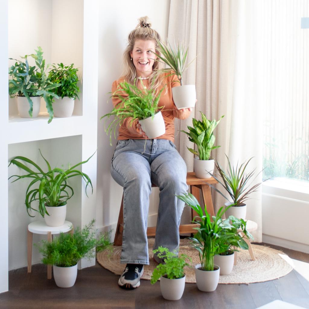 12 kamerplanten in Viber pot wit duurzaam groen