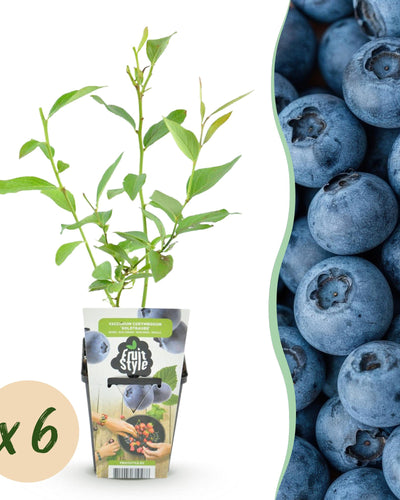 6 x Fruitplanten Blauwe Bes Vaccinium corymbossum Goldtraube | Biofruit - Planttoday