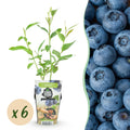 6 x Fruitplanten Blauwe Bes Vaccinium corymbossum Goldtraube | Biofruit - Planttoday