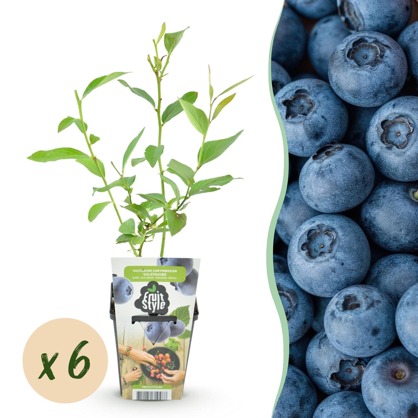 6 x Fruitplanten Blauwe Bes Vaccinium corymbossum Goldtraube | Biofruit