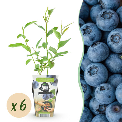 6 x Fruitplanten Blauwe Bes Vaccinium corymbossum Goldtraube | Biofruit