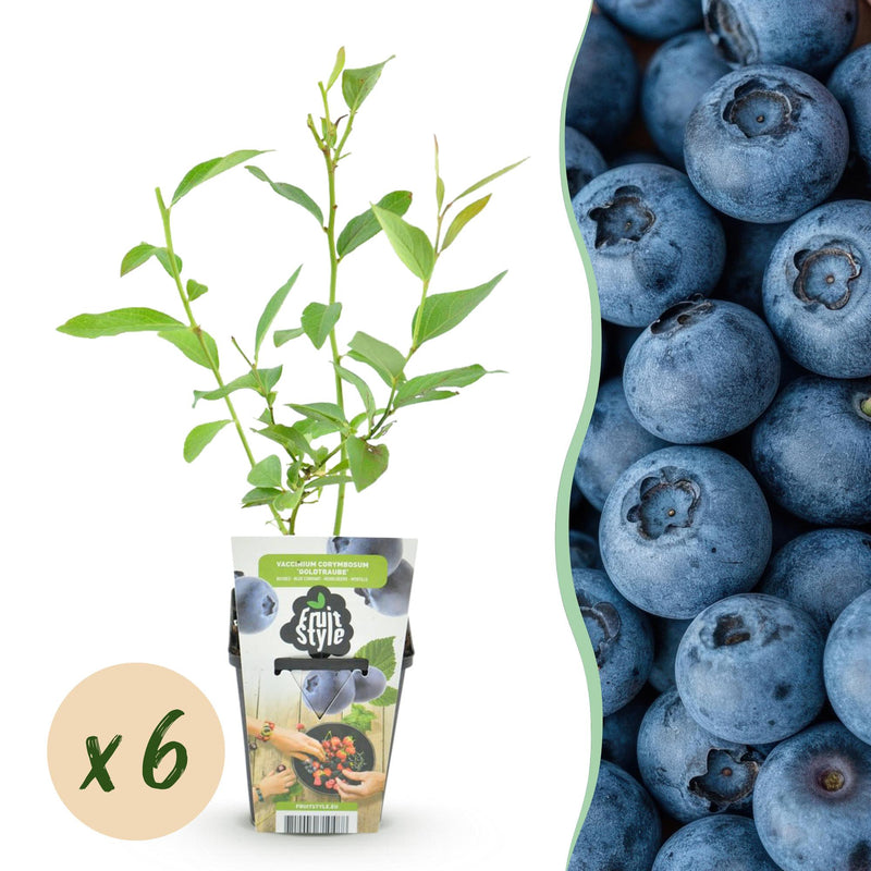 6 x Fruitplanten Blauwe Bes Vaccinium corymbossum Goldtraube | Biofruit - Planttoday