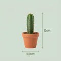18 x Mini Cactus & Succulenten Mix | Terracotta Potten