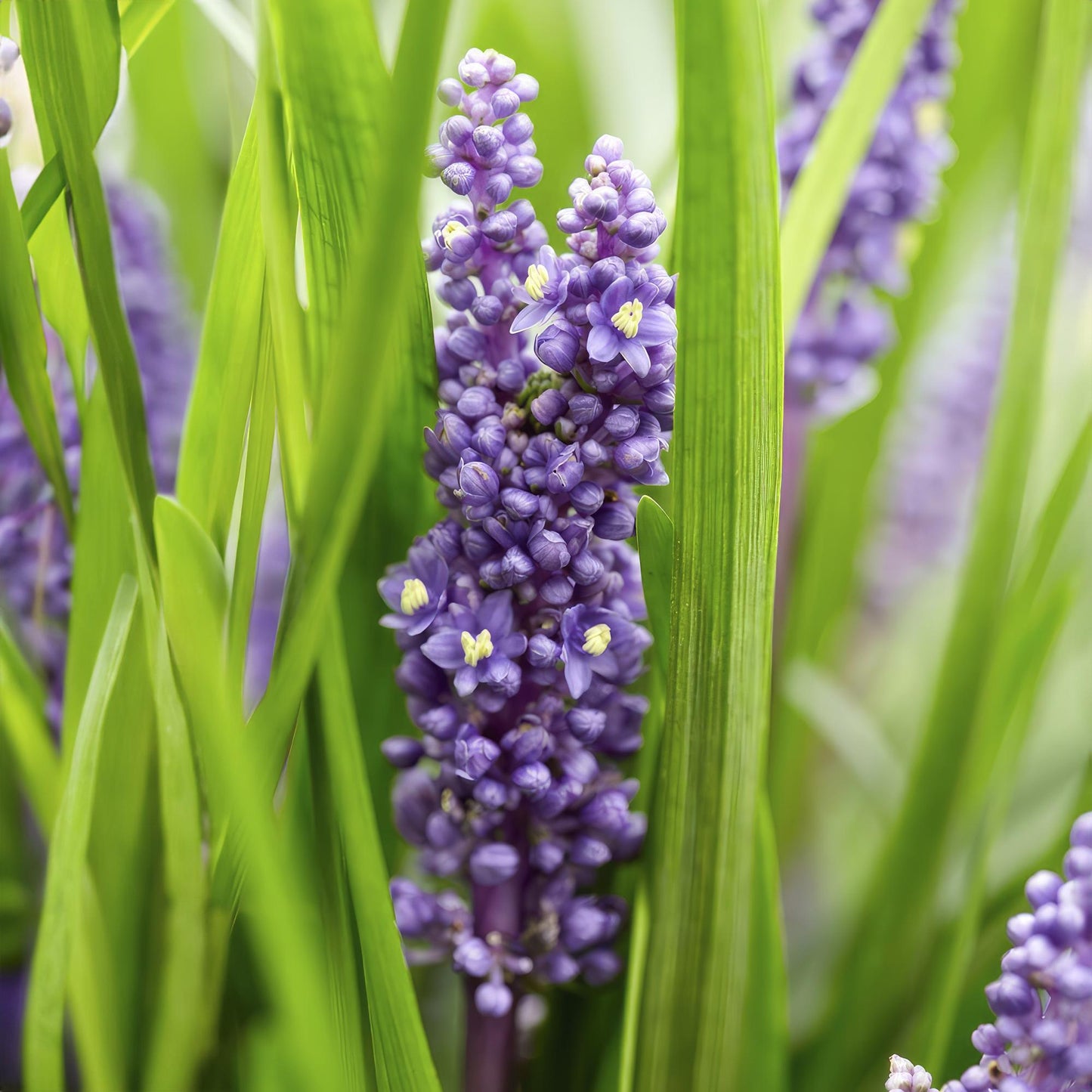 40x Liriope muscari 'Moneymaker' - ↕10-25cm - Ø9cm