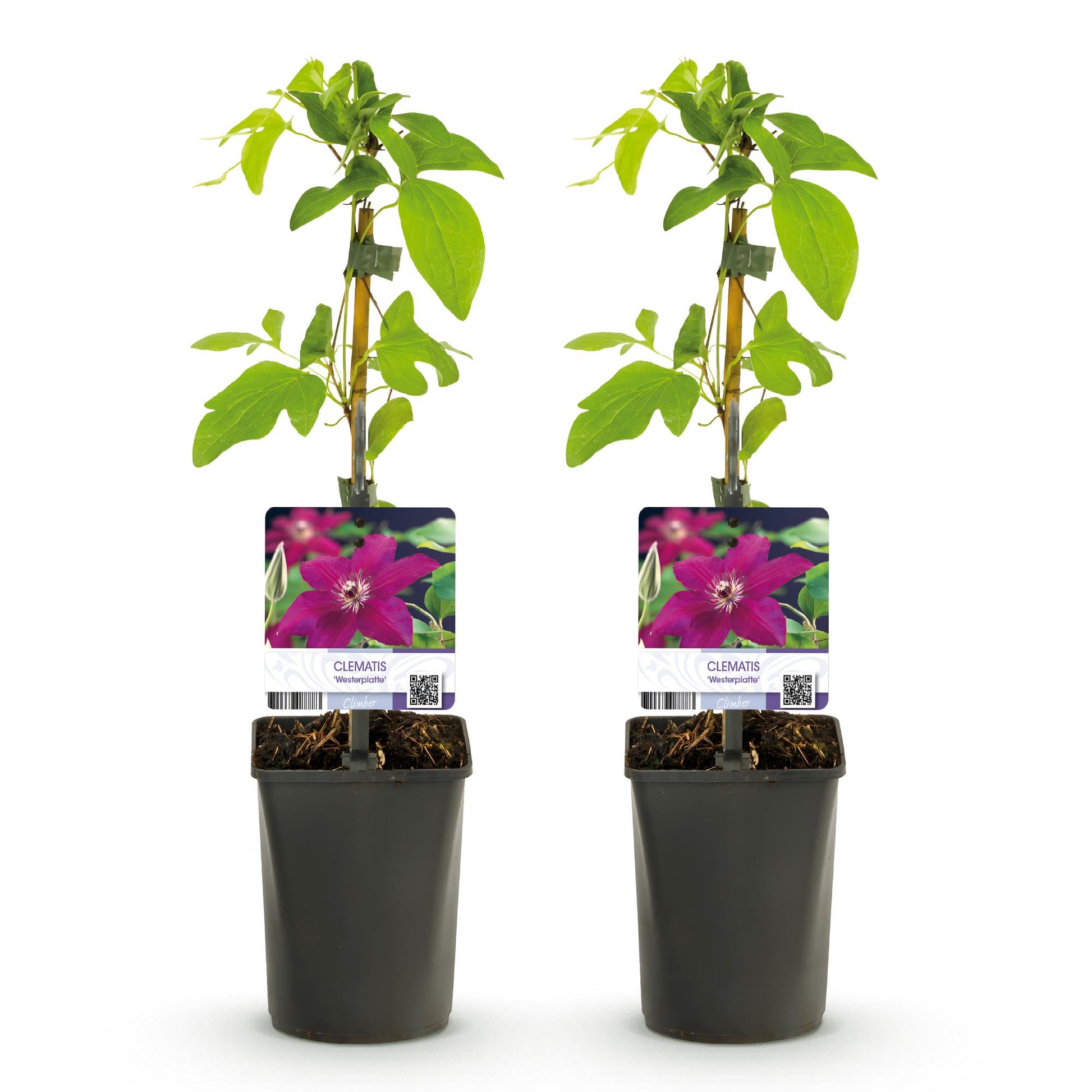 Roodbloeiende clematis klimplant voor schutting en pergola