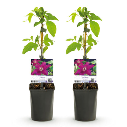 Roodbloeiende clematis klimplant voor schutting en pergola
