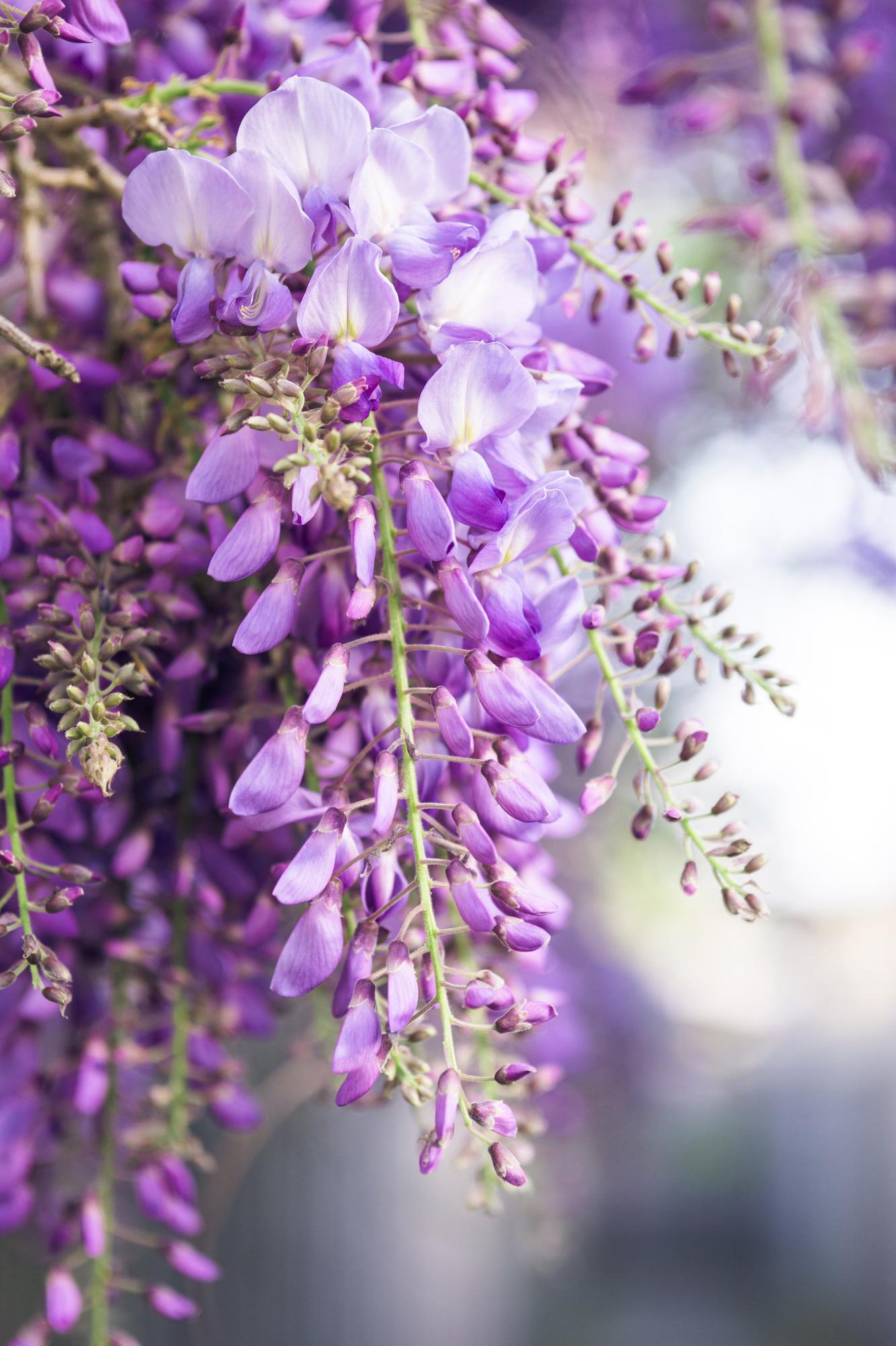 2x - Wisteria floribunda 'Naga Noda' - ↨65cm - Ø15. Doppelt blühend. Lila Regen,
