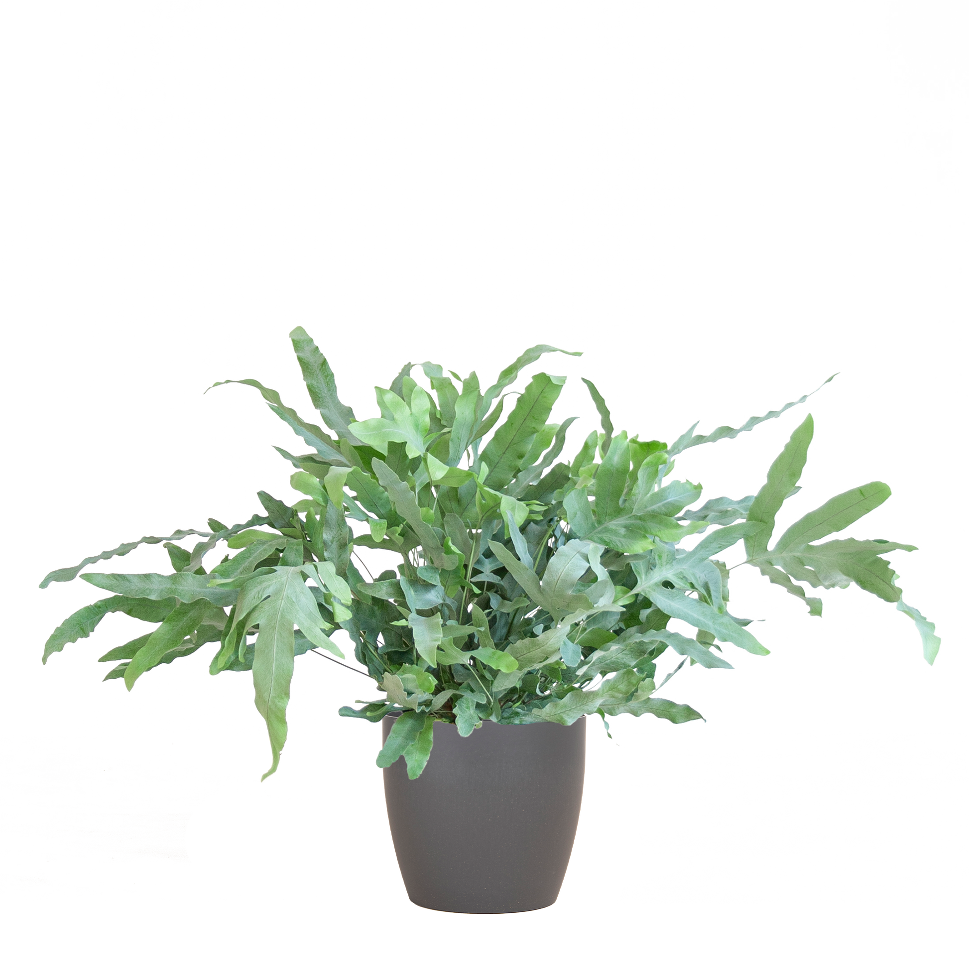 Kamerplanten kopen doe je online bij fleurdirect. Zeer breed assortiment kamerplanten direct vanaf de beste kwekers