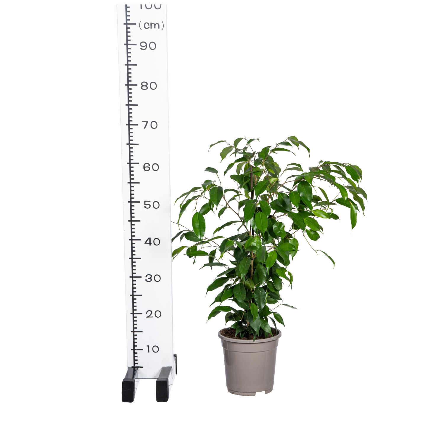 De Ficus benjamina 'Exotica', ook wel treurvijg, is een tropische kamerplant met een compacte groei en heldergroene, glanzende bladeren. Deze luchtzuiverende plant gedijt bij veel indirect licht, maar vermijdt direct zonlicht en tocht, en vereist een gemiddelde watergift en lichte standplaats. De plant is populair als sierplant vanwege zijn weelderige blad en volle, vertakte structuur, en komt van oorsprong uit tropisch Azië en Australië. 
