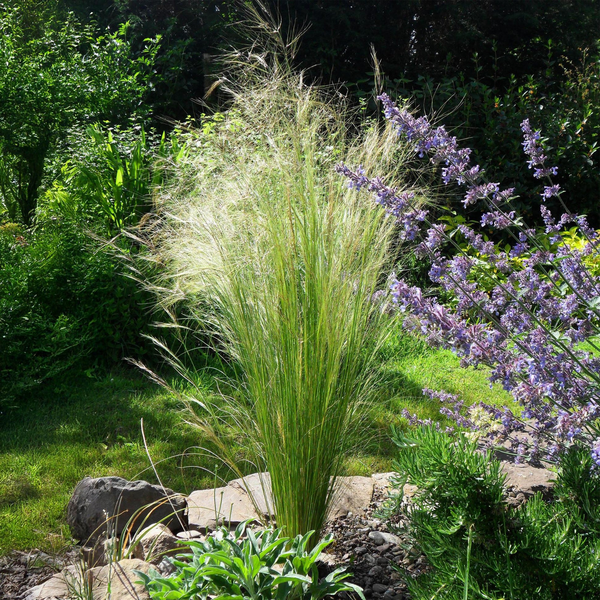 "Stipa tenuifolia ‘Pony Tails’ – siergras met fijne, golvende bladeren, set van 2 planten in pot Ø17cm, hoogte circa 50cm."