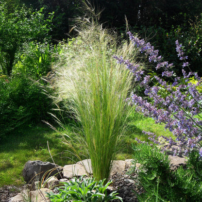 "Stipa tenuifolia ‘Pony Tails’ – siergras met fijne, golvende bladeren, set van 2 planten in pot Ø17cm, hoogte circa 50cm."