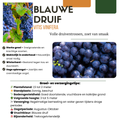 3 x Druivenplanten Set Buitenplant | Biologisch Fruit - Planttoday