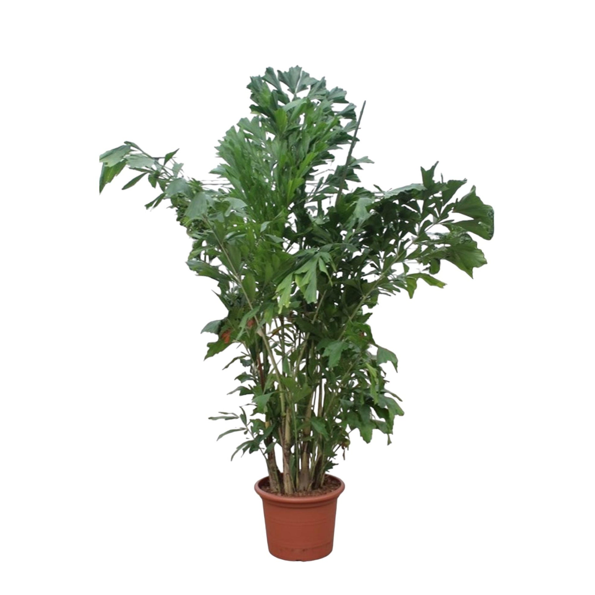 Varkensstaartpalm Caryota Mitis – hoge groene kamerplant in stijlvolle pot. Bij planttoday
