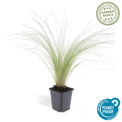 Stipa tenuissima ‘Ponytails’ | Siergras