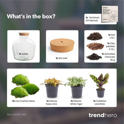 DIY Planten terrarium met licht | Fat Joe Red