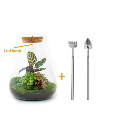 DIY terrarium met LED en Calathea planten