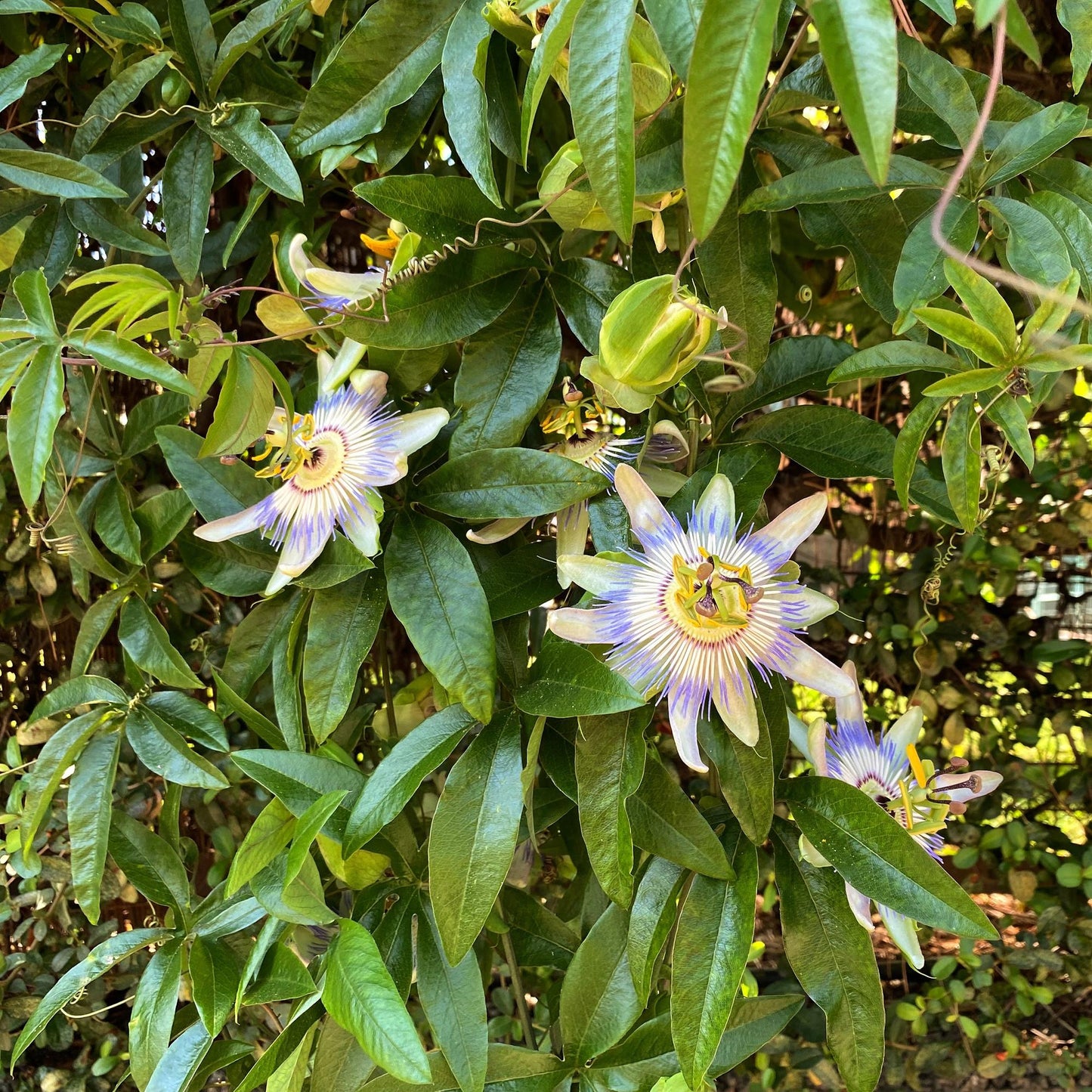 2 x Passiebloem | Passiflora caerulea  | Bloem Blauw met Groen Wit