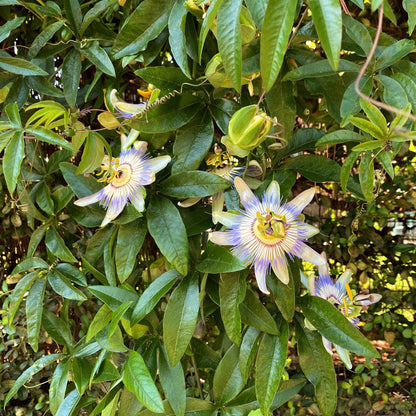 2 x Passiebloem | Passiflora caerulea  | Bloem Blauw met Groen Wit